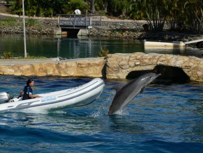 Delfin hüpft vor einem Boot aus dem Wasser
