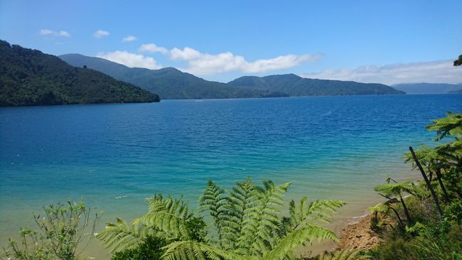 27.-31.1.2018: Multi-day hike on the Queen Charlotte Track