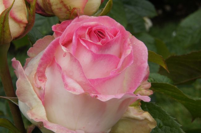 بورتلاند (أوريغون) - من حديقة الورود إلى أصغر حديقة في العالم