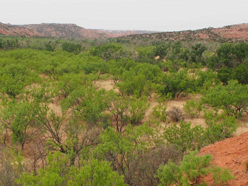 O Palo Duro Canyon e um leilão que não seja de gado