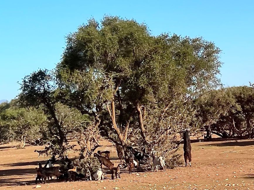 Goats under an old tree. (Photo: Birgit)