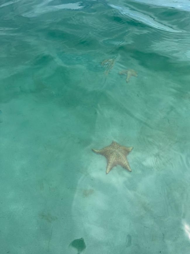 Starfish at Estrella Beach