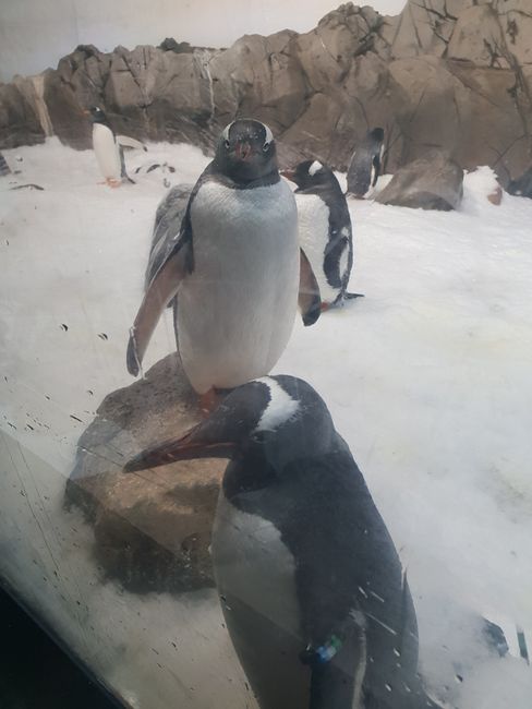 Pinguine!