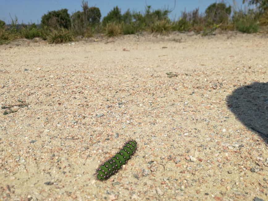 Oruga en su camino