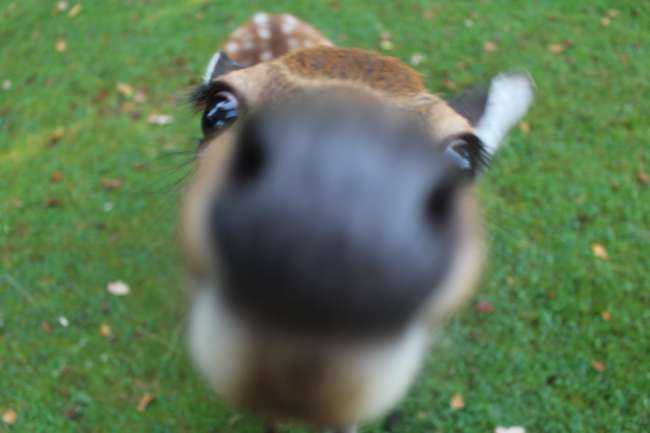 Someone wanted to eat my camera!