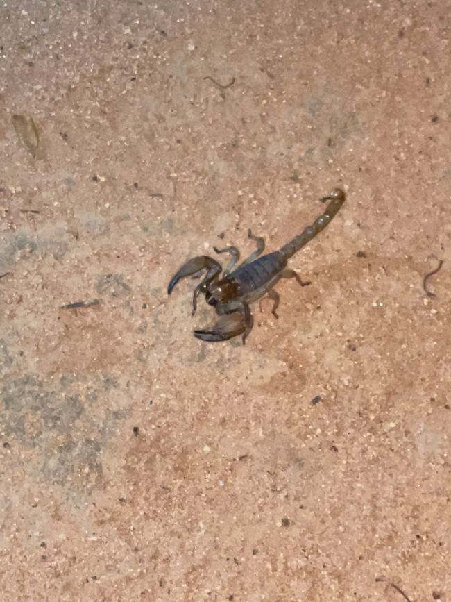 A Scorpion