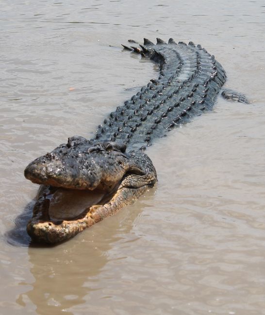 22.10.2015 Adelaide River, Jumping Crocodiles