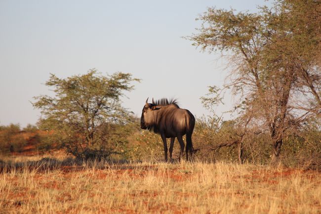 20.12.2018 Kalahari Anib Lodge