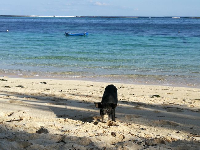 Rote Island - Surfparadies und Schweinis am Strand