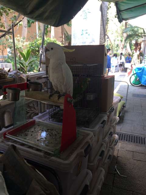 Bird Market