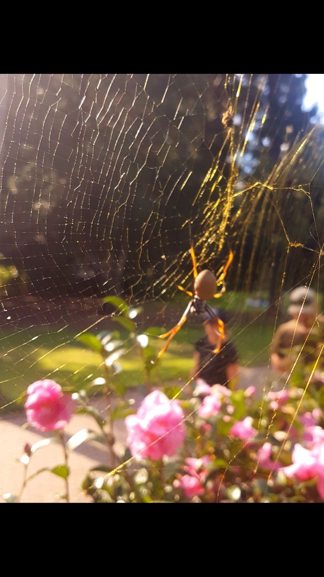 Wunderschönes Netz der Golden Orb Spider 