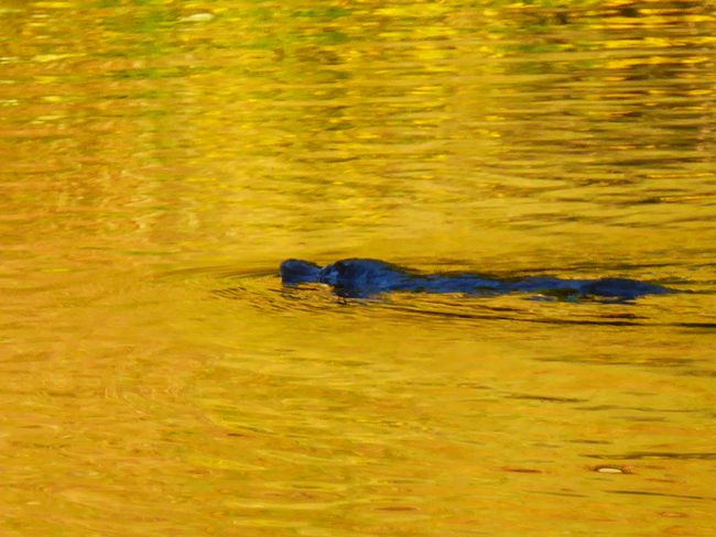 Waratah - Schnabeltier im Teich