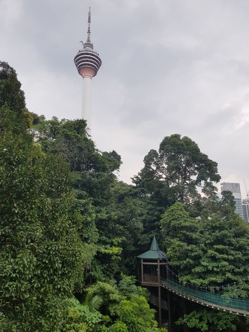 ... from here we had a great and green view of the KL Tower, the seventh tallest television tower in the world!