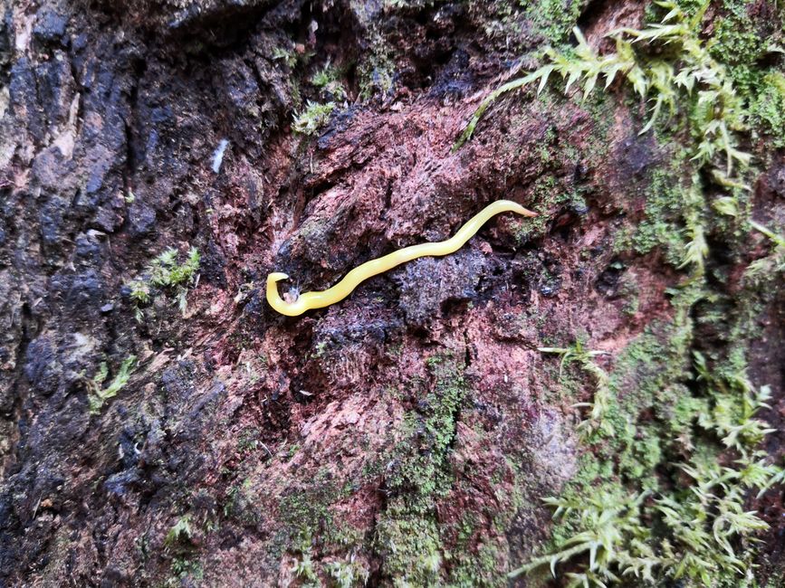 Gelber Wurm in Tassie 