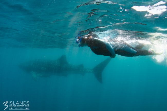 Swimming with the world's largest fish