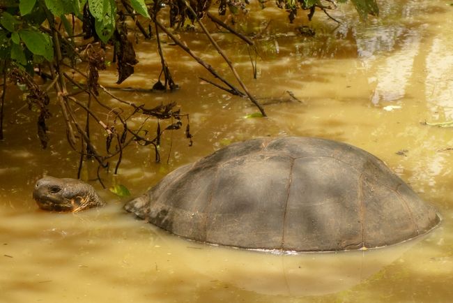 这些是最常见的海龟种类。两只乌龟，一只脖子很长，另一只则体型较大。还有海龟。但这三个都很大。