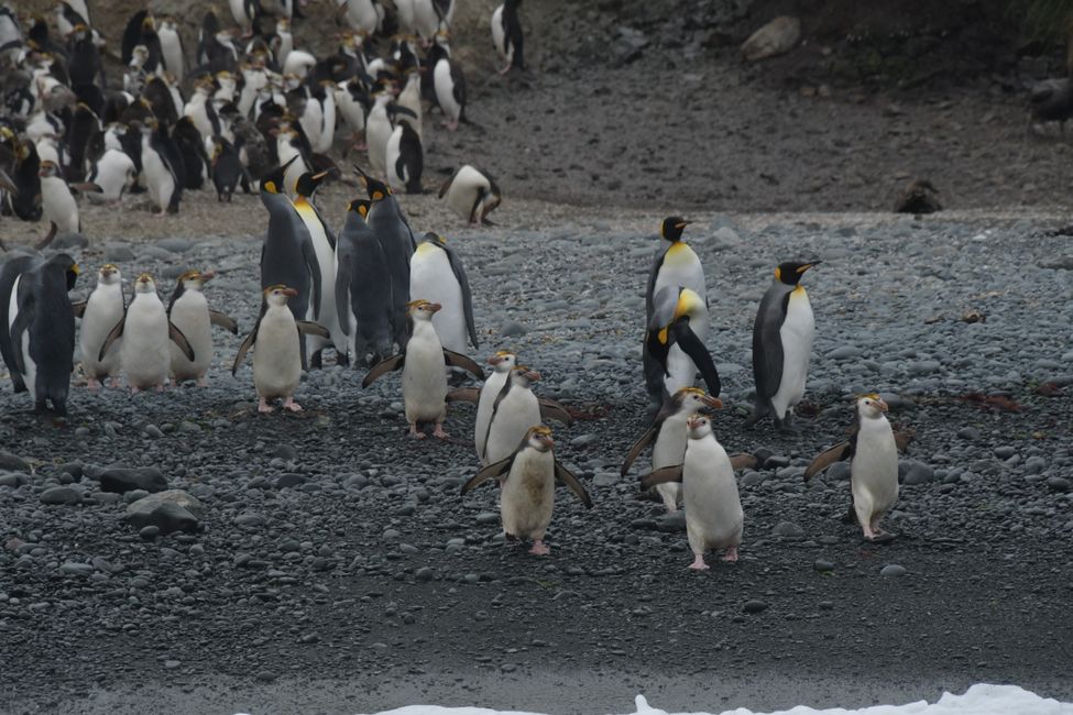 Macquarie Island - King and Royal Penguins