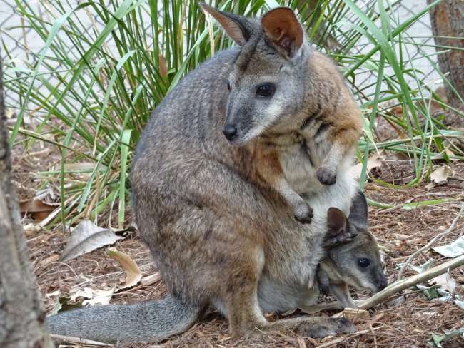 Wallaby mit Baby