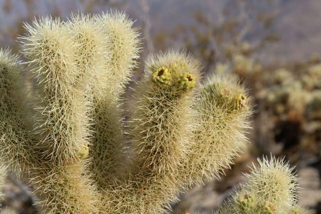 eine versuchte Makroaufnahme von einem Kaktus im Cholla Cactus Garden