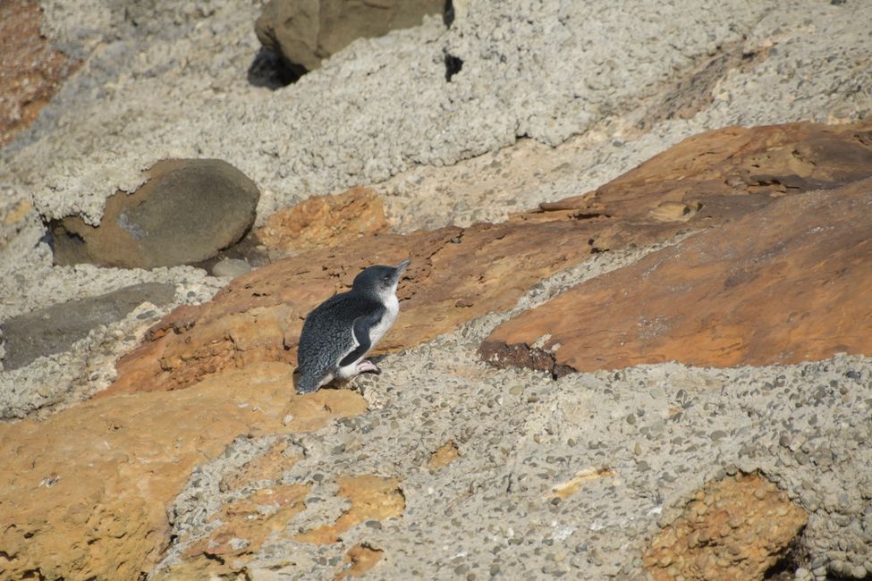 Oamaru - Little penguin during the day