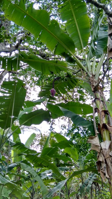 Banana-Baum mit Bananenblume und drüber die Bananenstaude