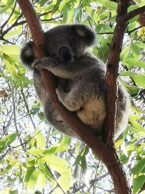Visit to the Koala Hospital in Port Macquarie