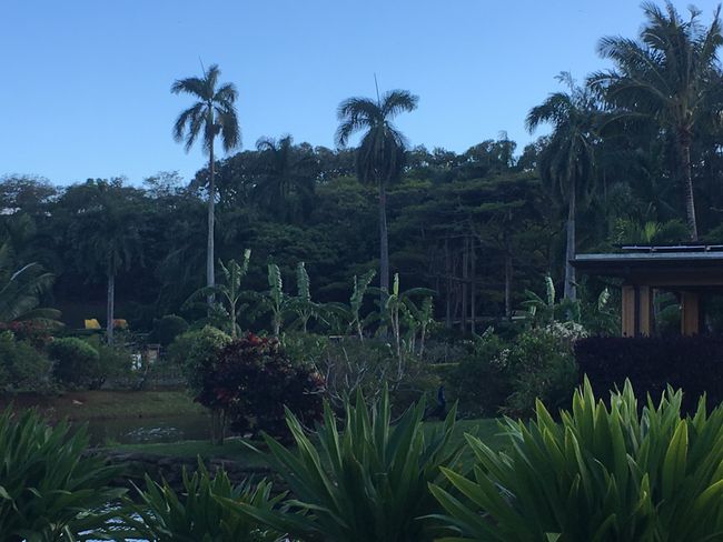 Hula evening at Tropical Paradise