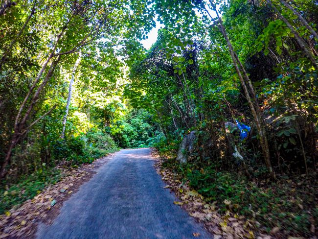 The path through the jungle