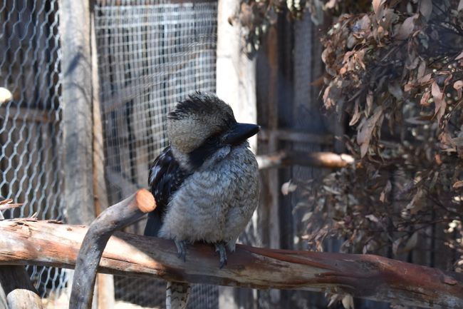 Trowunna, kookaburra (lachender Vogel)