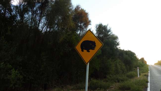 Wombat Wombat