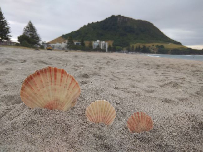 Shells in front of Mt Maunganui