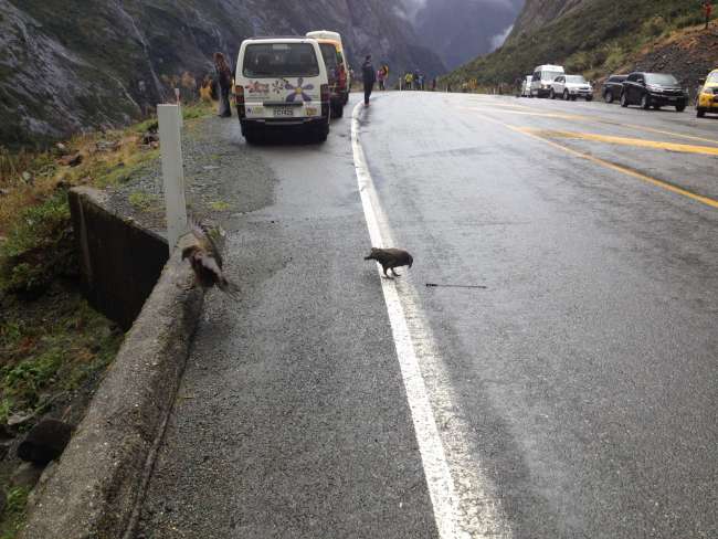 NZ roads are different, allow extra time...