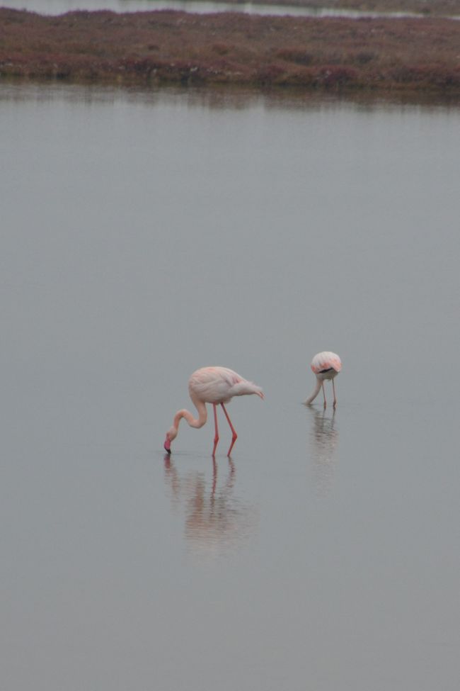 #43 Ein Delta voller Flamingos, Reisfelder und einer Wüste