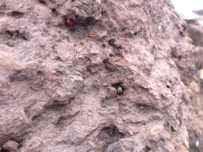 Strange Insekten auf strangem Vulkan