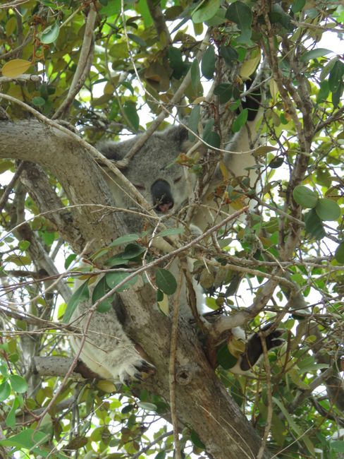 Ein schlafender Koala