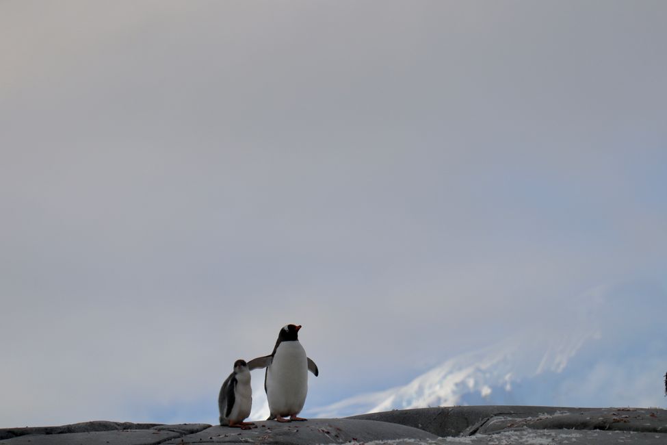 Cesta do Antarktídy alebo pokus o vykúpenie...a ešte trochu na koniec sveta Ushuaia-Antarctica-Ushuaia