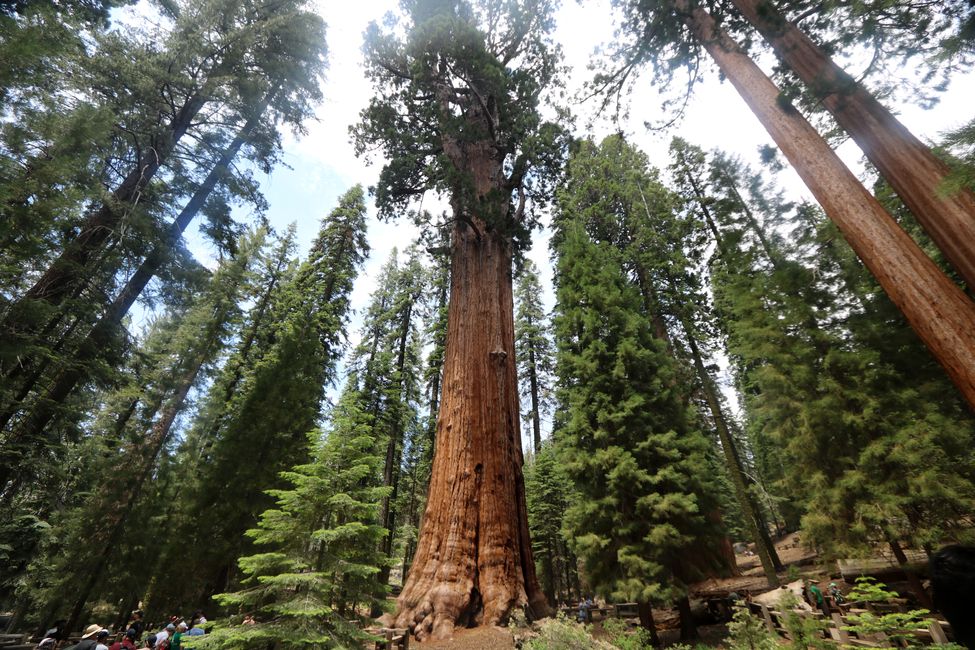 Incontro gigante a Sequoia e Kings Canyon NP / California