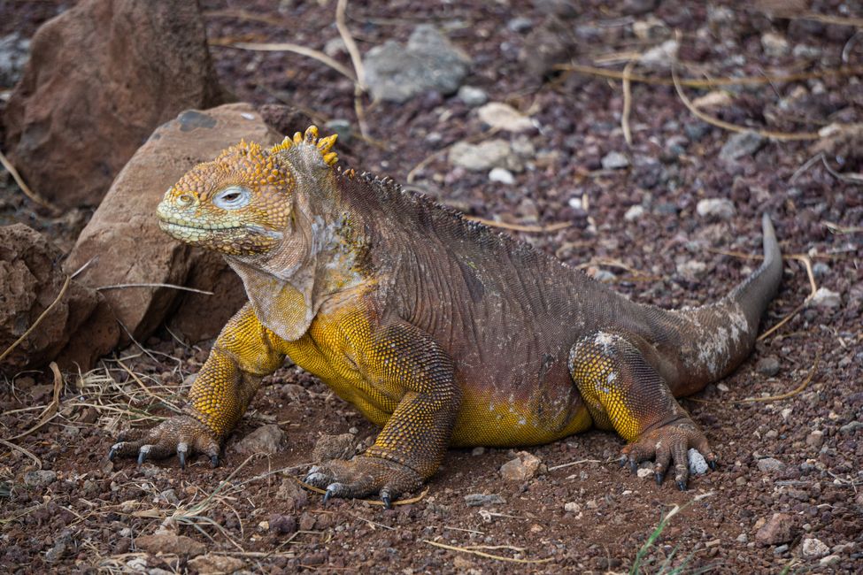Gelber Iguana