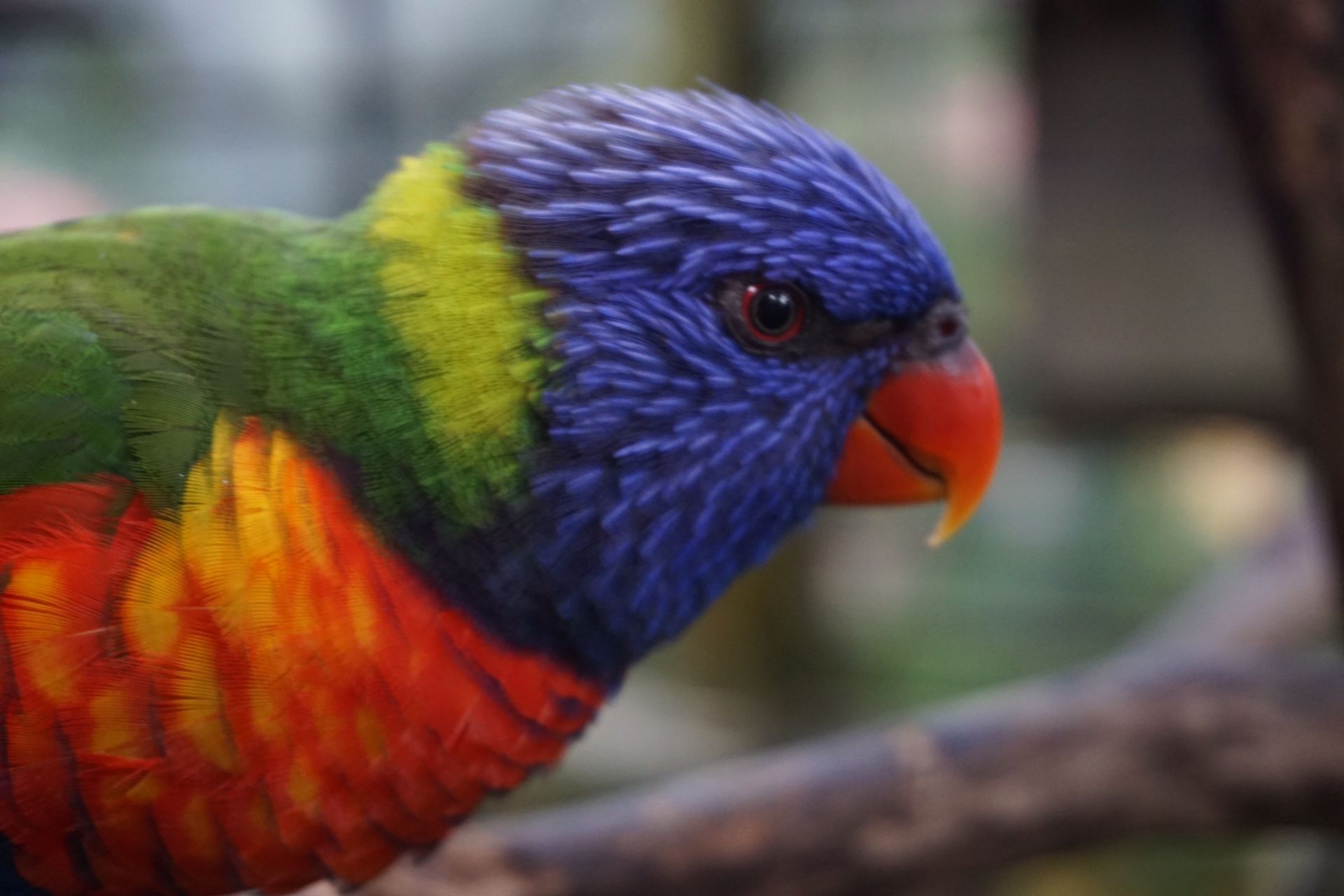 In the Bird Park, a tame parrot