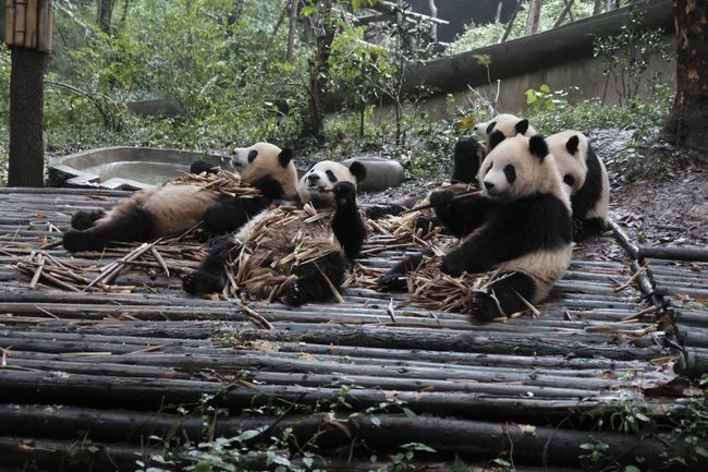 Сигезенче бүлек: Панда булырга теләүчеләрдән