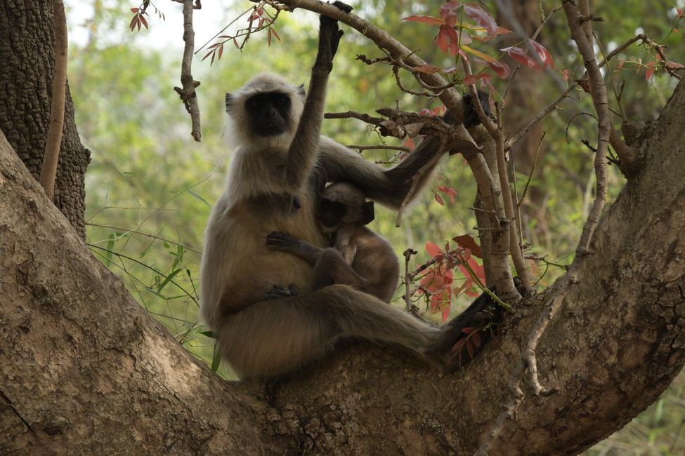 India - Madhya Pradesh - Bandhavgarh NP - Monkeys