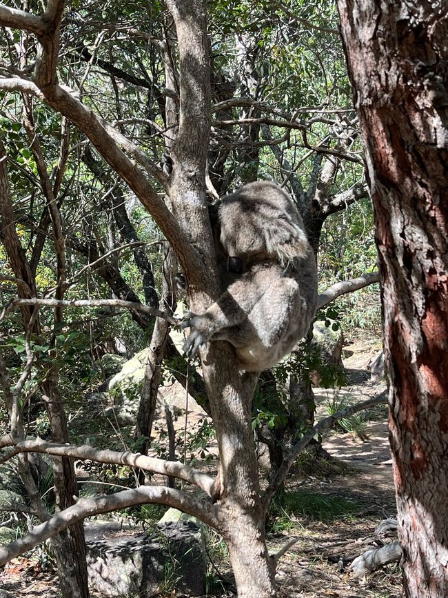 Verschlafener Koala Nummer 1