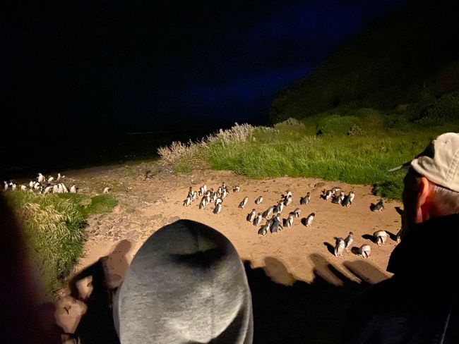 Emilia Bittner: „Penguin Parade - Phillip Island Part II“