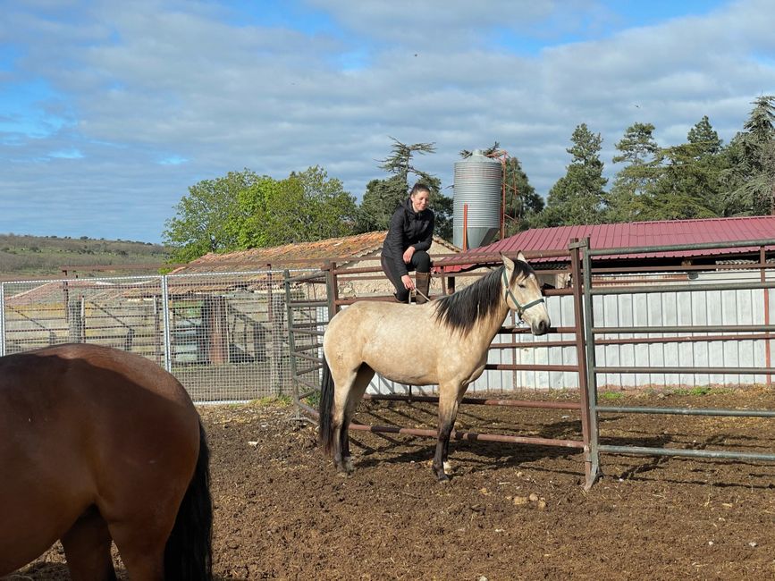 April 14 - Working with the mares