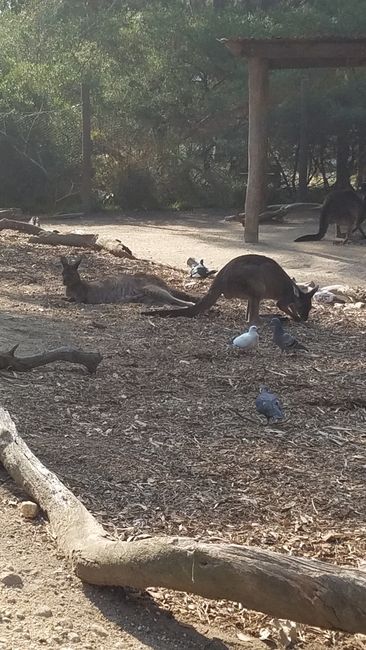 Zoo - unsere ersten Kängurus