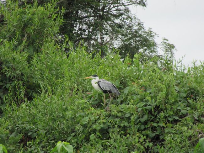 Brasilien: Pantanal (Campo Grande & Lodge)