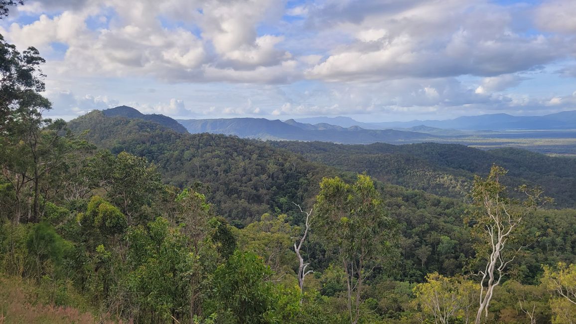 Rainforest Northern Queensland