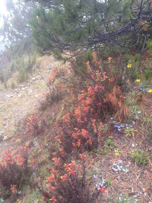 Guatemala: Volcanos Chicabal und Tajumulco