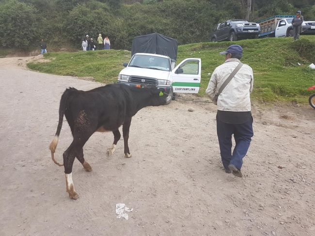 Viehmarkt Otavalo