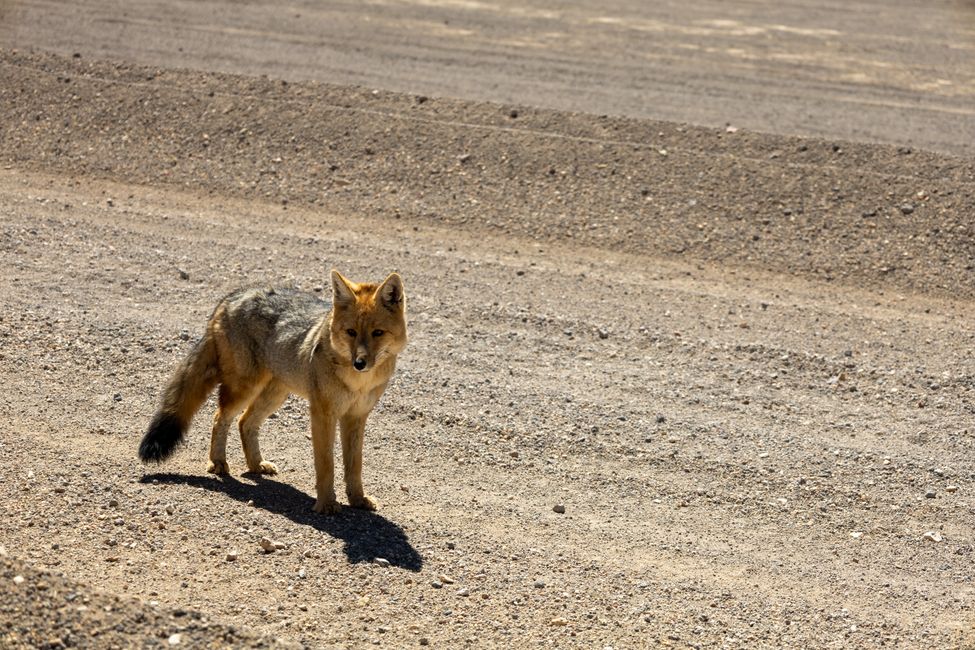 Andean fox curiously wandering around the Lexus